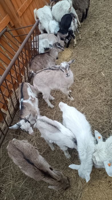 Kozy ,koziołki,kozły, młode
