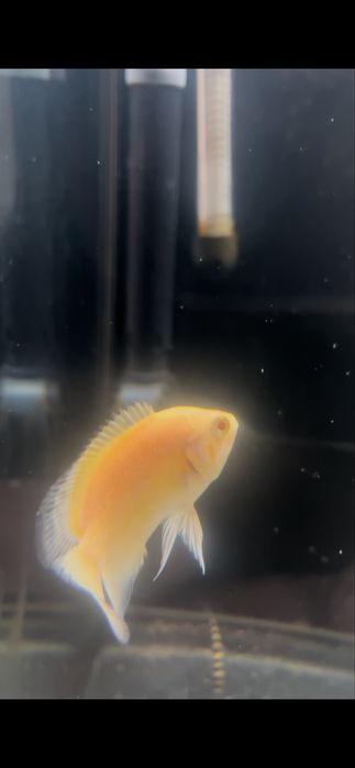 Oscar LEMON 5/6cm