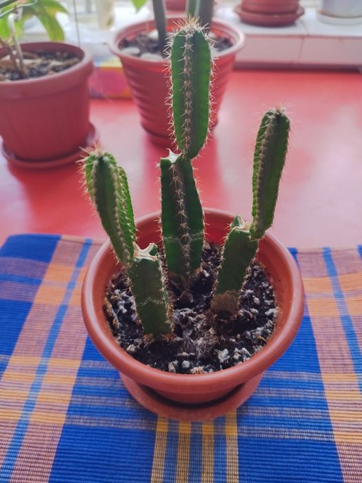 Молочай четырехкратный.