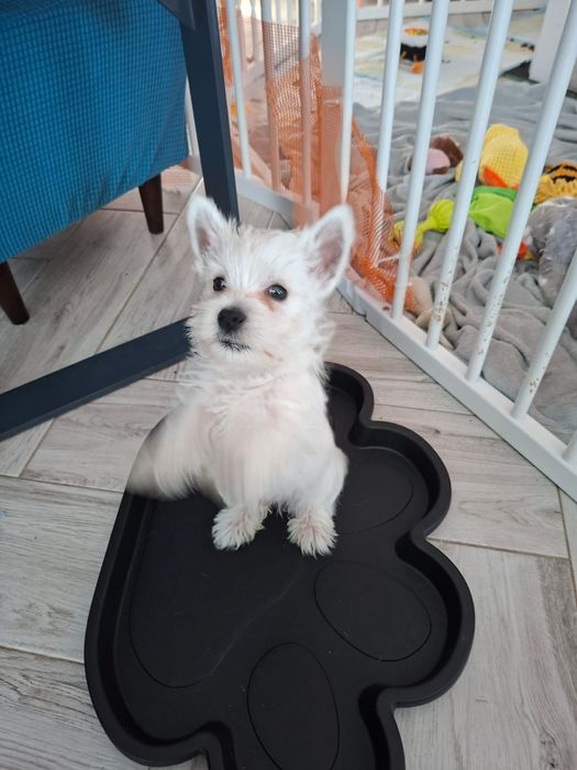 West Highland White Terrier – wyjątkowy szczeniak