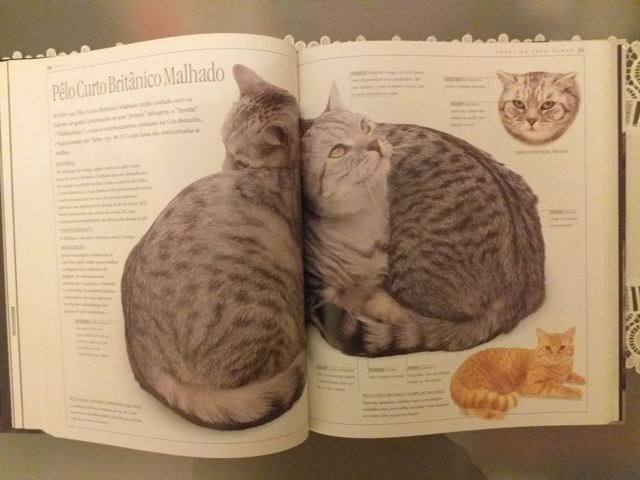 Vários  Livros de GATOS.