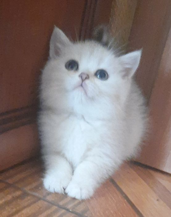 Маленькая лапочка