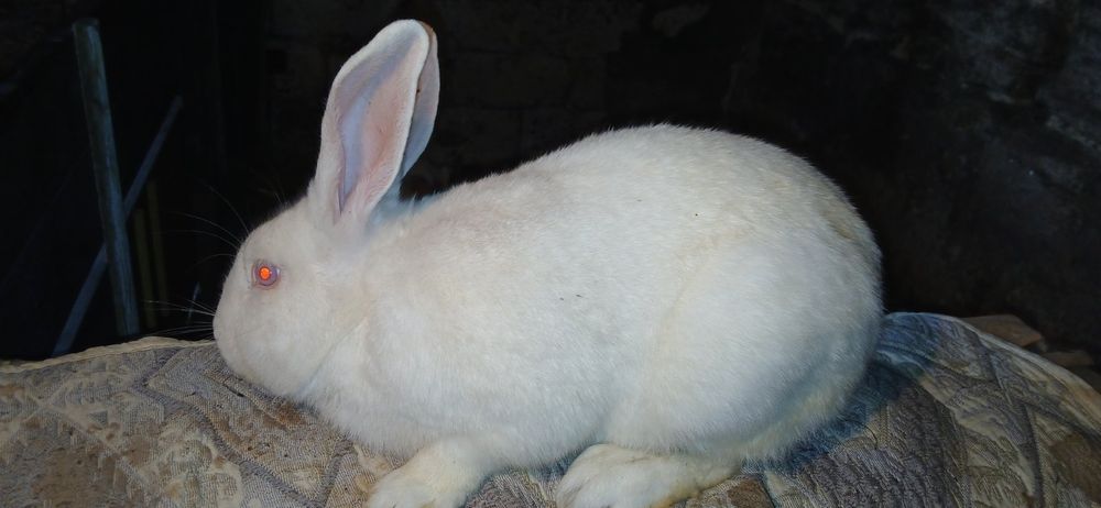 Пропонуємо чудовий молодняк для вашого господарства!