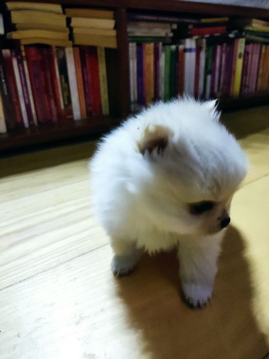 Szpic miniaturowy  PILNIE !