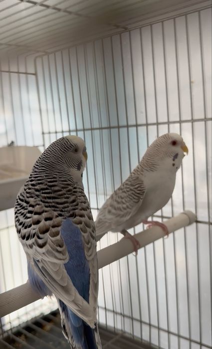 Periquito Texas - casal