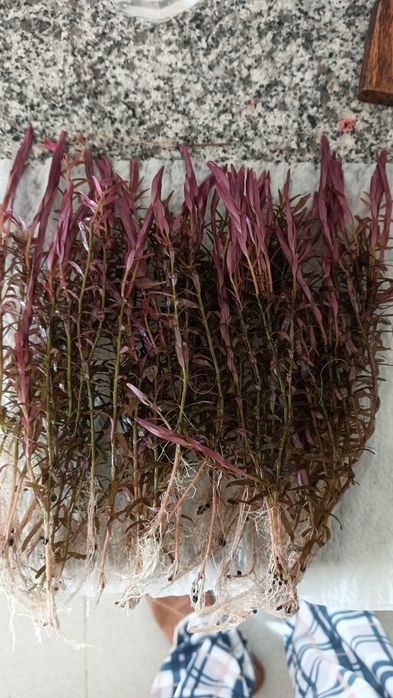 Plantas de Aquario