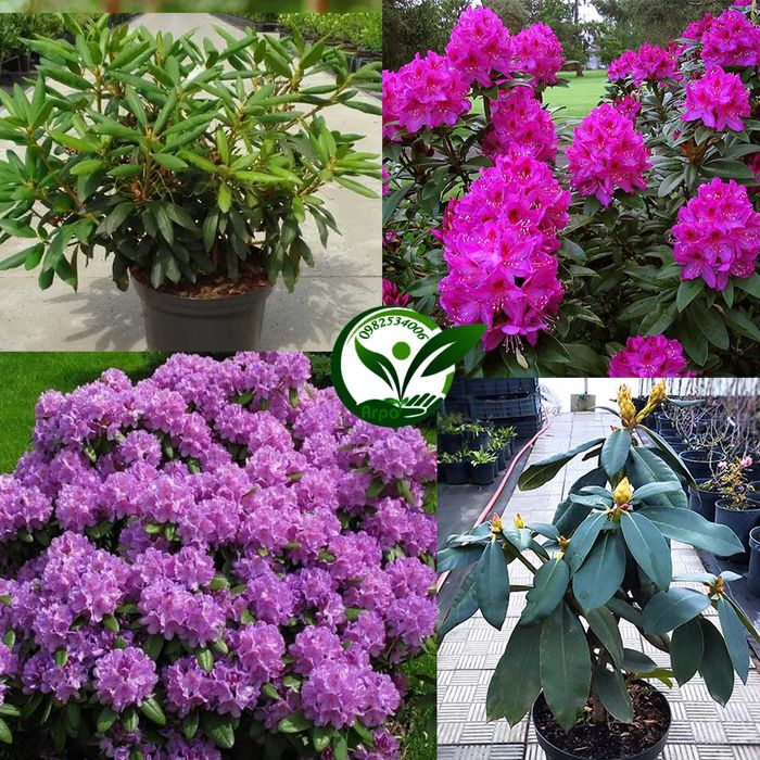 Купити кущ саджанець рододендрон в горщику