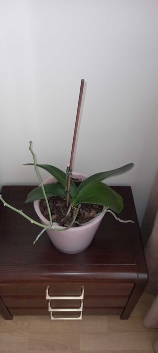 Орхидея розовая большая