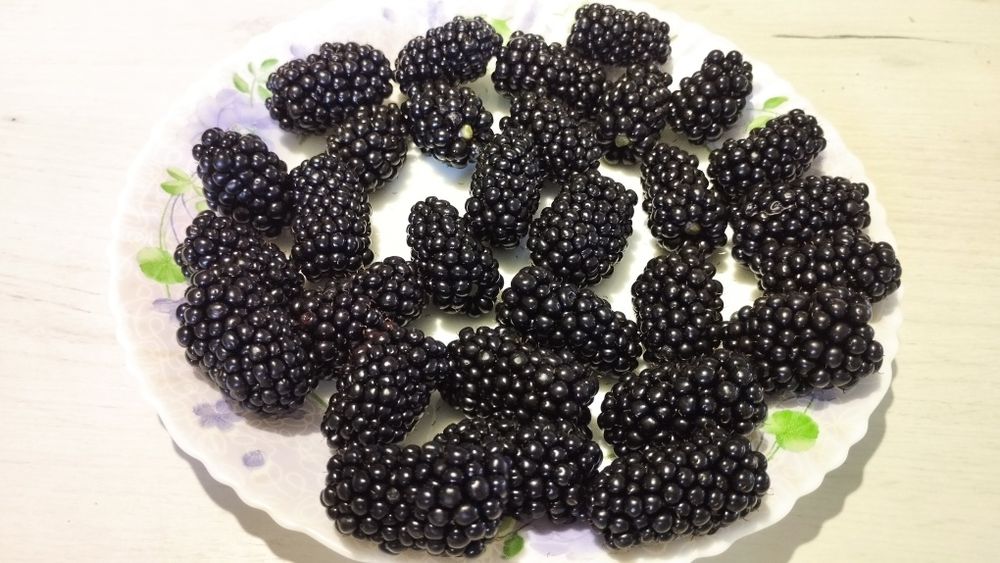 Саженцы крупноплодной ранней безшипной ежевики!Закрытая корневая!