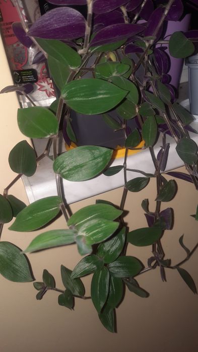 Trzykrotka zapraszam