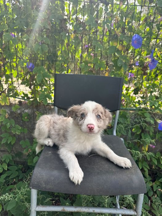 Menina Border Collie ChocoMerle Linda