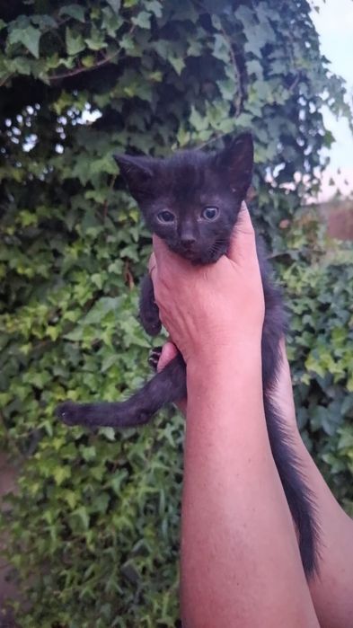 Gatinhos bebés para adoção responsável