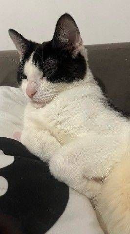 Kira - kotka do adopcji!