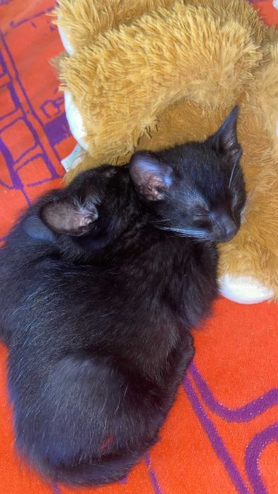 Gatinhos para adoção
