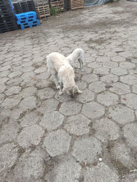 Oddam gratis pieski