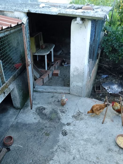 Galinha pato real