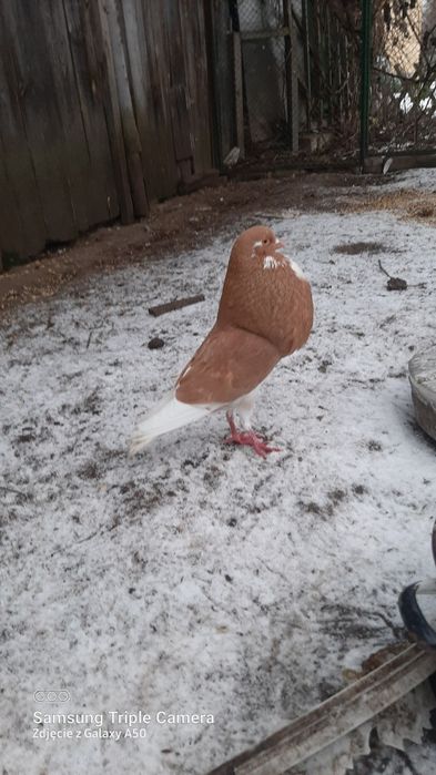 Garlacze Norwich i Pomorski