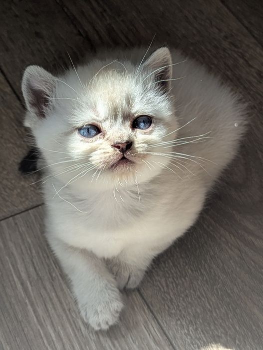 шотландські котята