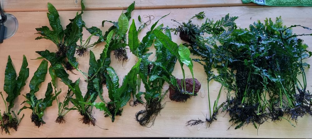 Rosliny (epifity) do akwarium. Okazja! KATOWICE CNTR.