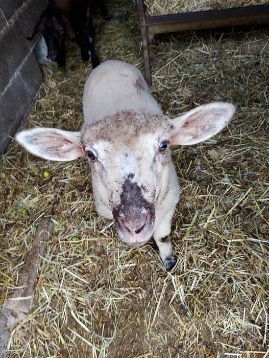 Vendo borrego 3 meses