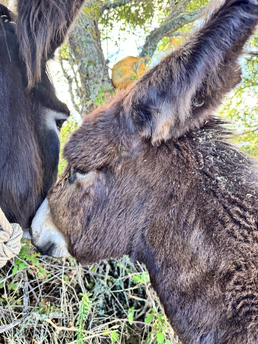 Burro Raça Autóctene Mirandesa