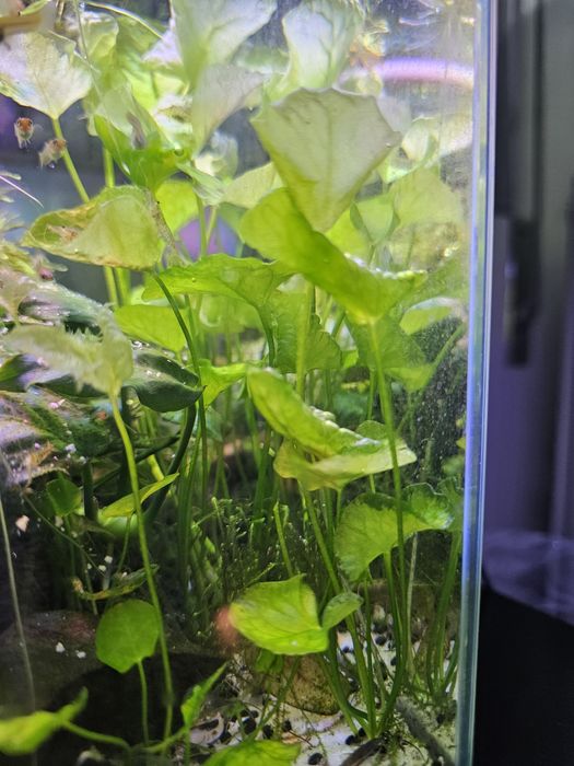 Planta aquario  nymphoides taiwan lotus