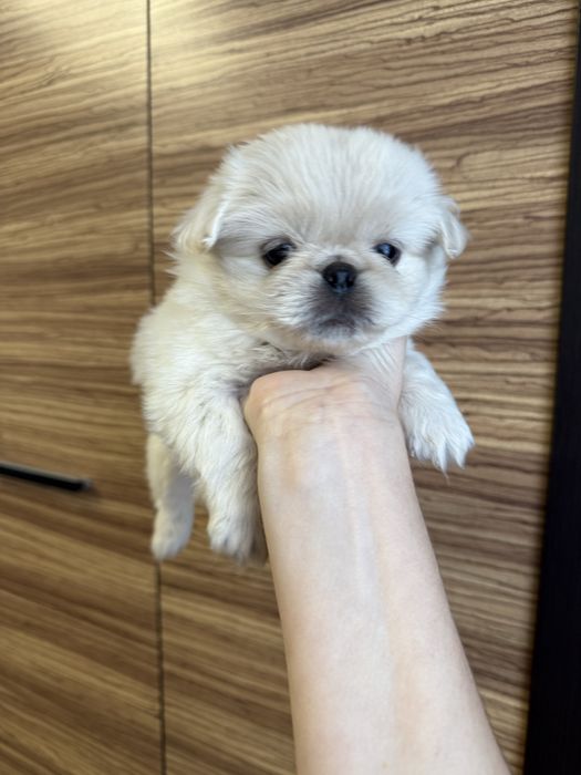 Королівські пекінеси