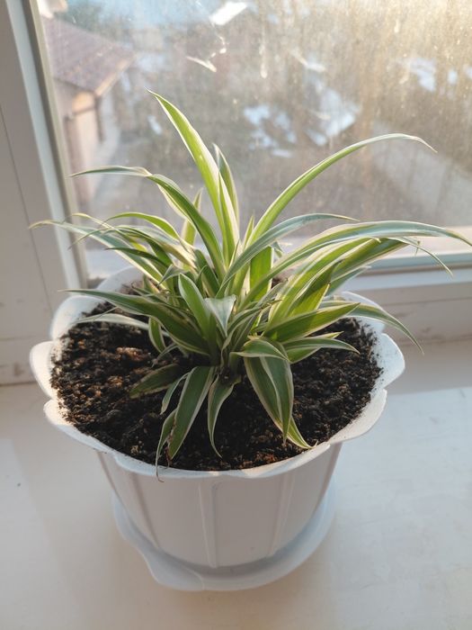 Хлорофитум хохлатий Оушен