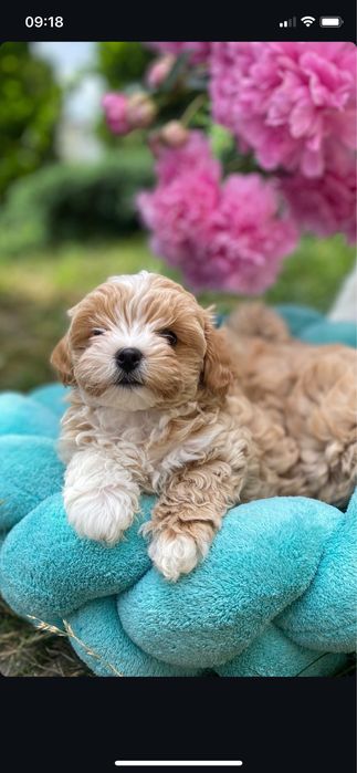 Міні щенятка мальтипу