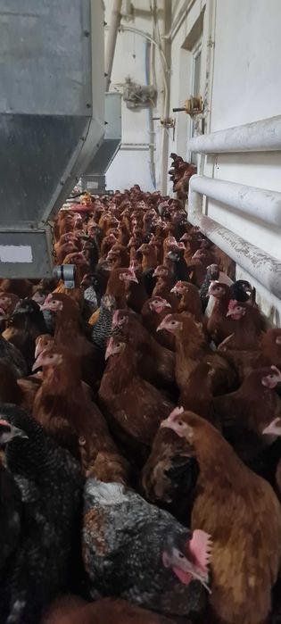 Kury nioski Rosa Messa i Leghorn prosto od hodowcy. Dowóz Gratis.