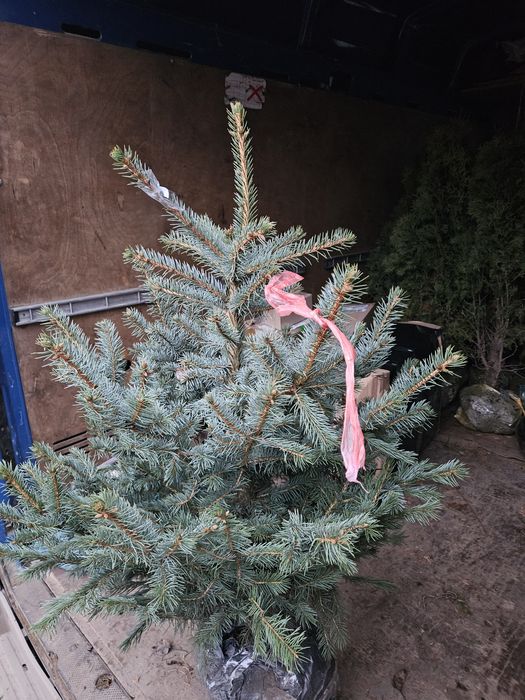 Ялинка блакитна, самшит, туя, ялівець, саджанці декоративних рослин