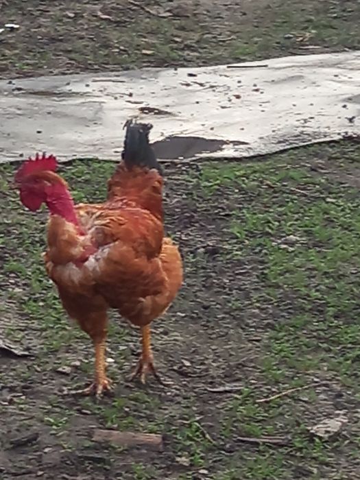 Півні домашні, кури