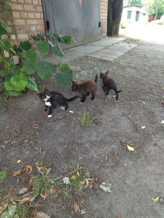 Кошенята шукають дім!
