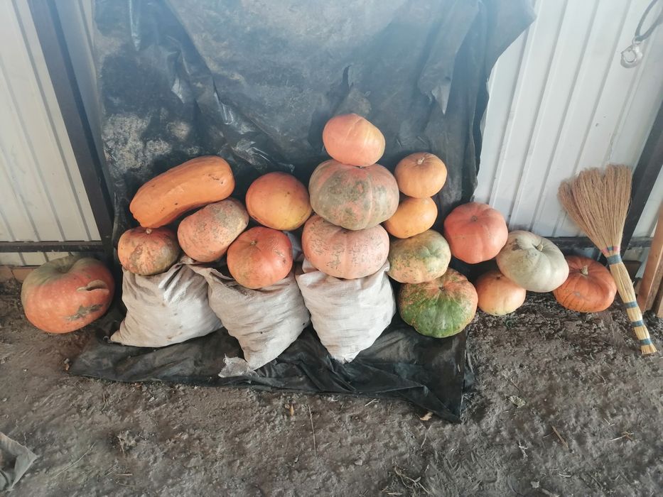 ТЕРМІНОВО ЦІНУ ЗНИЖЕНО солома та гарбузи фотозон та входних групп