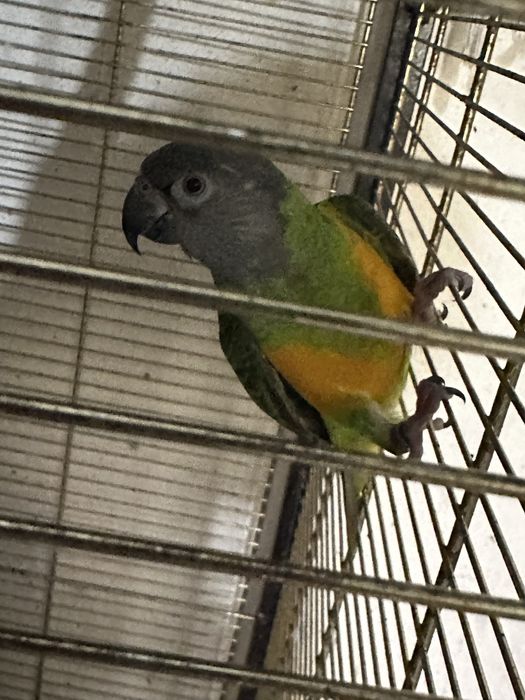 Papagaios do Senegal