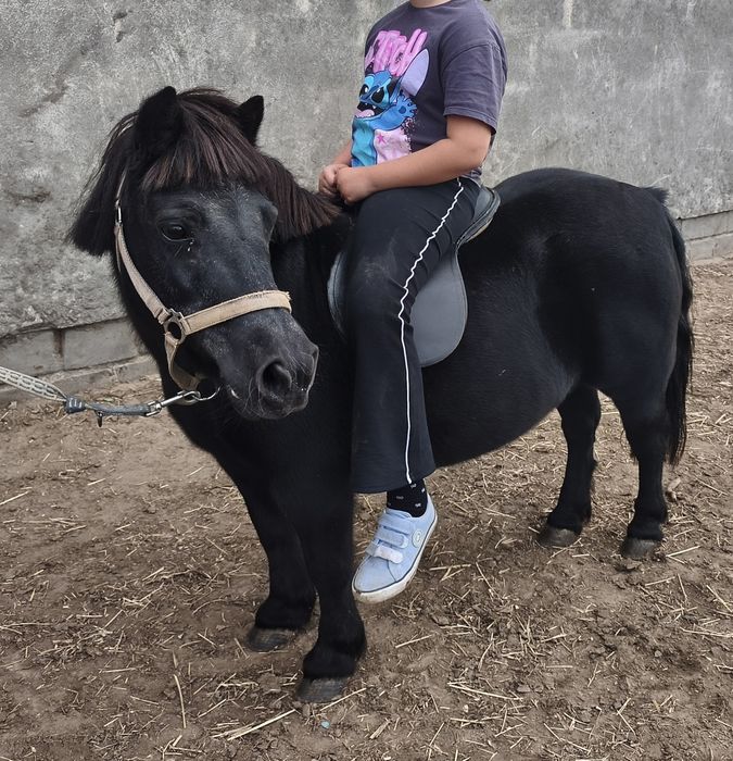 Kucyk Klacz Kara 10 let chodzi pod Siodłem Spokojna