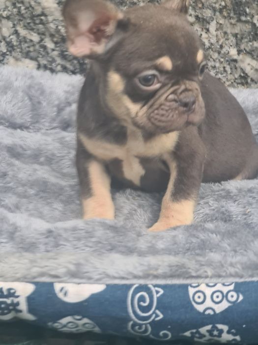 Buldogue francês pais ha vista