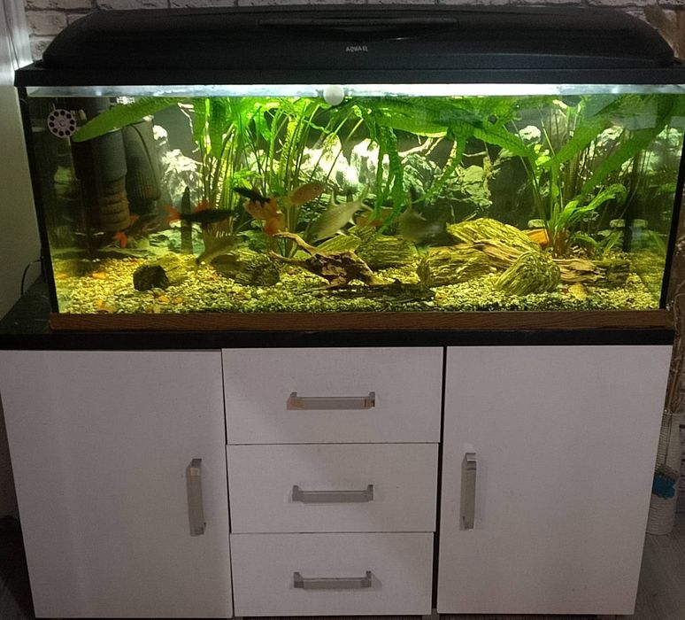 Akwarium 240l z życiem