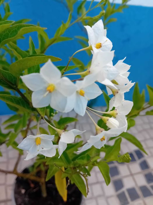 Trepadeira Solanum Jasminoides erva moura