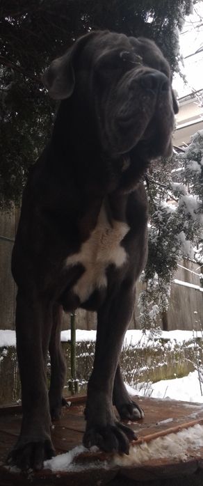 Бронювання кане корсо