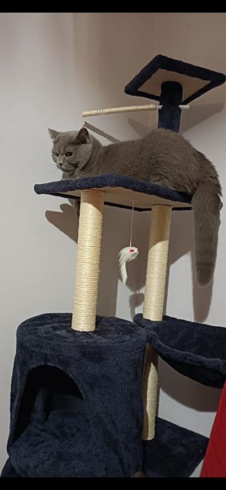 Kotka brytyjska krótkowłosa adopcja