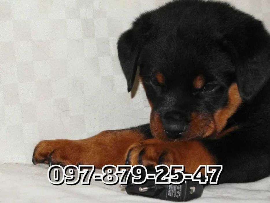 Мощные щеночки Ротвейлера!