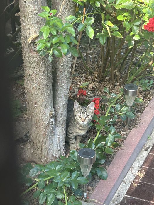 Kotki do adopcji za darmo