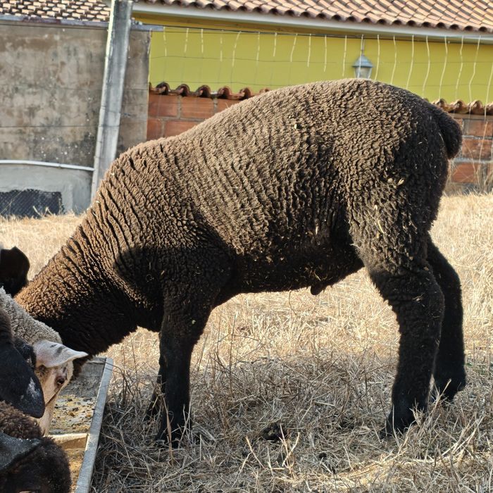 Borregos e mãe..