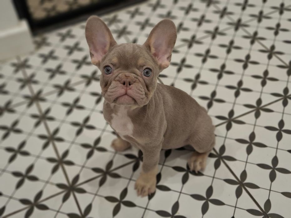 Caramello Buldog francuski Isabella New Shade tan  samiec