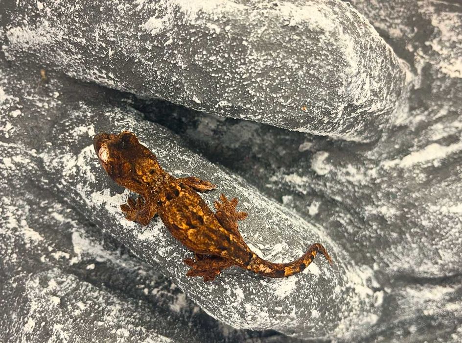 Gekon omszały gekony omszałe nie orzęsiony Białystok