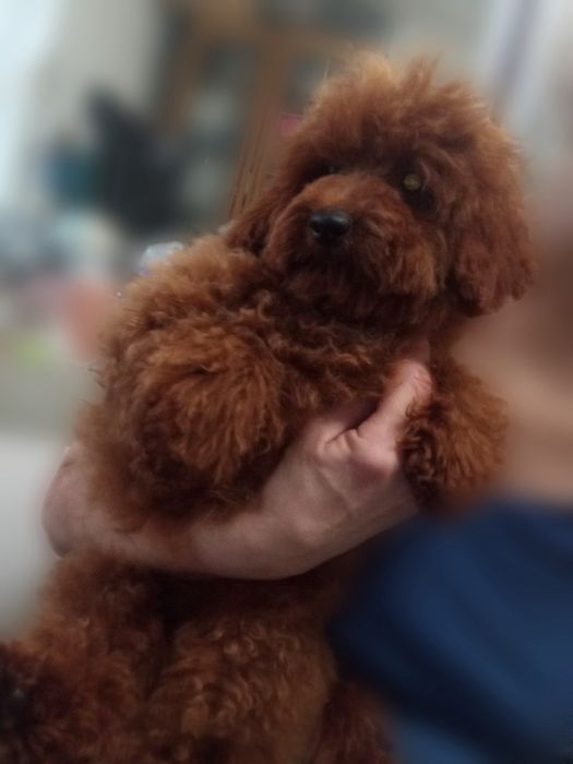 Шикарні Пуделя і  Мальтіпу F 1-F2