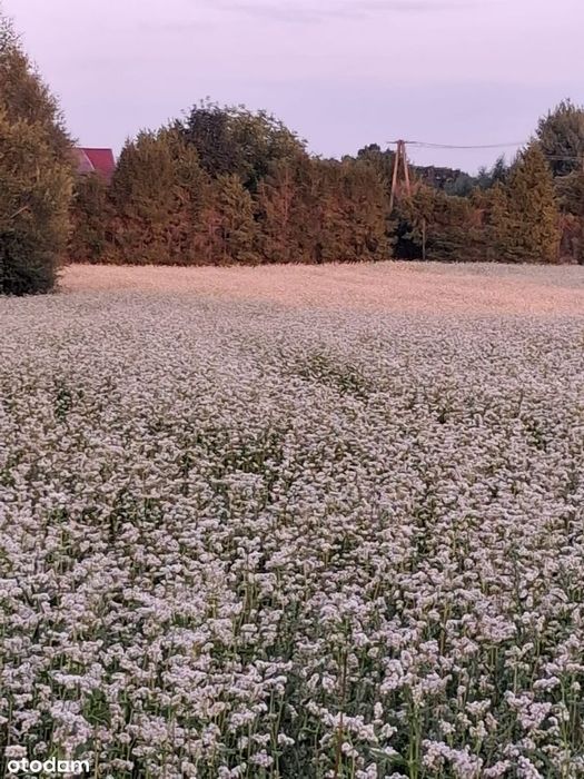 Działka budowlana 1950 m² z MPZP