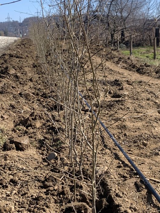 Сажанці  граба від 40 см до 2.5 м