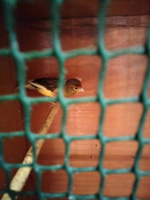 Продам клітки з канарками